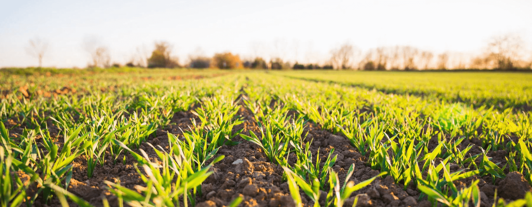 Benefits of Soil Organisms and Nature Safe Fertilizer