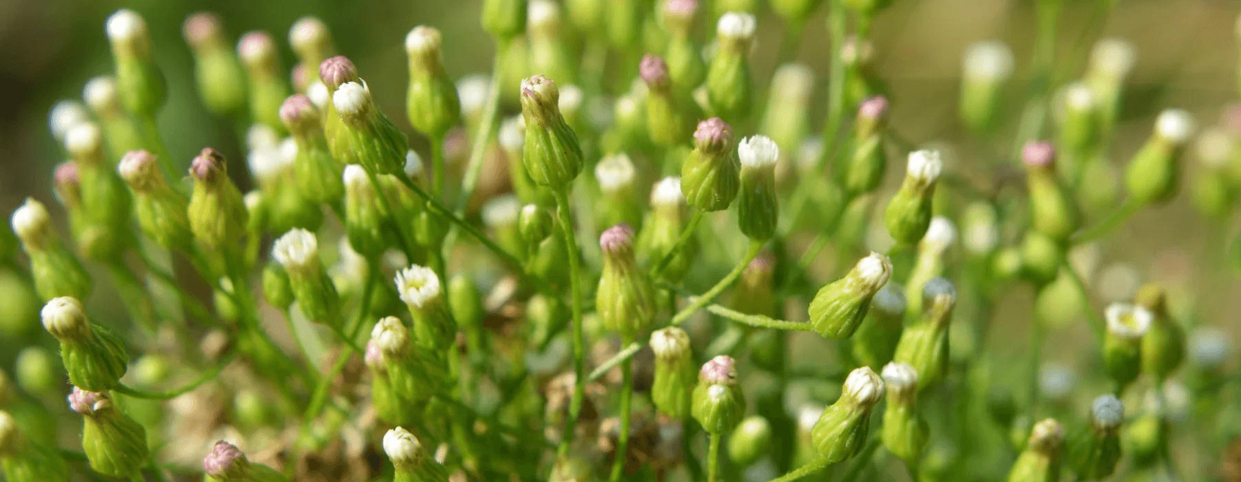 Farmstead Maintenance – Mitigating Cross-Contamination with Weed Control