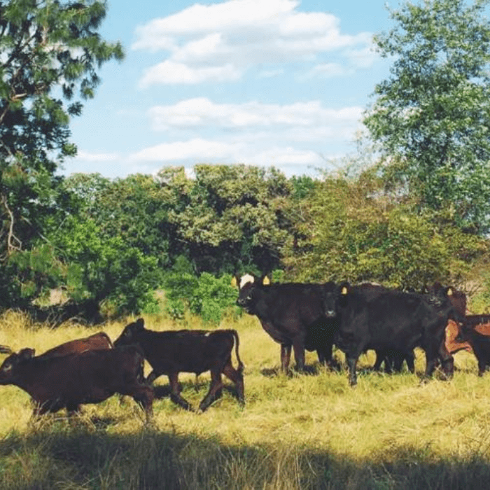 Livestock Nutrition: Minerals & Forage